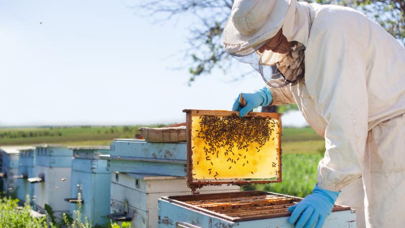 person collecting honey from bee hive
